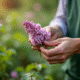 Mains de jardinier préparant un lilas pour propagation en gros plan